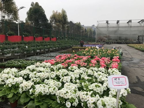 溫江花卉產(chǎn)業(yè)復(fù)蘇與中草藥科技咨詢的雙重奏 春回大地，科技賦能